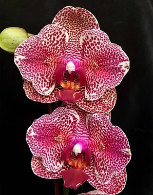 Орхидея Фаленопсис (219)сорт Yi-Hsin Sesame — купить в Красноярске.  Горшечные растения и комнатные цветы на интернет-аукционе Au.ru