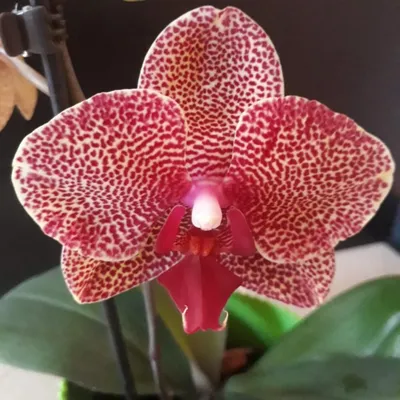 Phal. I-Hsin Sesame (Ching Her Buddha x Leopard Prince) - OrchidWeb
