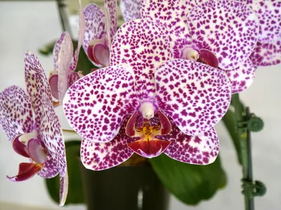 Фаленопсис Сезам (Phalaenopsis OX Red Sesame) Тайвань — купить в  интернет-магазине Ангелок