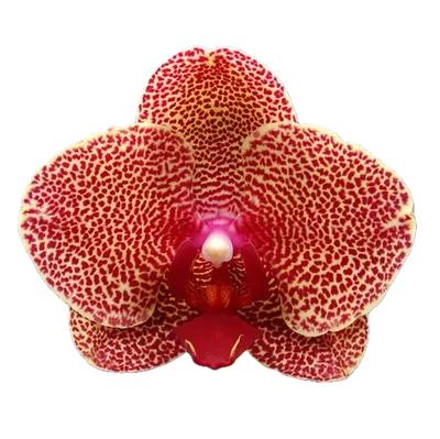 Цветущая орхидея 🌺😍 Ред Сезам🌺😍 . 12 горшок. 2 цветоноса Качество  супер👍👍👍 . 6 броней . Цена - 1950р❌❌❌ . ПЕРЕДЕРЖКИ НЕТ! УЧИТЫВАЙТЕ СВОИ  П… | Instagram