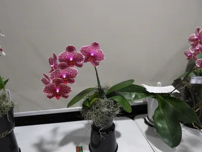 Doritaenopsis I-Hsin Sesame, 'Arks' | Phalaenopsis, Orchid flower, Flowers