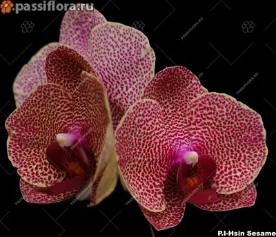 Купить Фаленопсис (орхидея) 12*65 2 ствола Sesame (Bernhard) оптом | Paeonia