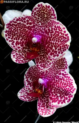 Орхидея фаленопсис- малыши \"Sesame\", 1,7, мох, Тайвань - 170 грн, купить на  ИЗИ (46174862)