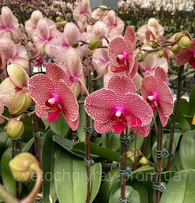 Расцвела орхидея Сезам 🥰 Я в восторге! - YouTube