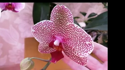Grow Again - ✦ Phalaenopsis I-Hsin Sesame ✦ ❤️ | Facebook