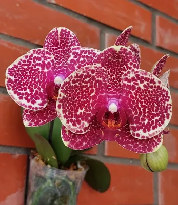 Phalaenopsis I-Hsin Sesame | Orchids, Orchidaceae, Orchid photo