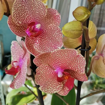 Orchid Phalaenopsis OX Red Sesame – Floraria Secret Garden (SG)
