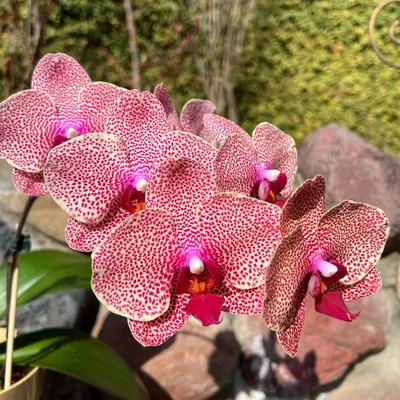In Spike , Best French Spots Hybrids . Phalaenopsis Raymond Burr 'fiji  Sunset' .free Heat Pad With Order for Cold Area. - Etsy