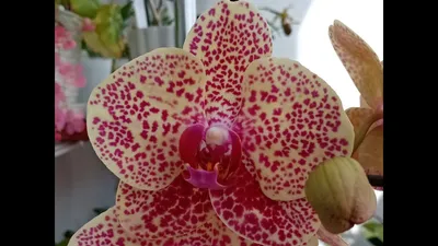 Phal. OX Red Sesame | Phalaenopsis care, Bloom, Phalaenopsis