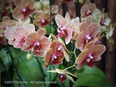 The Orchid Show and The Orchid Lunch at NYBG - The Martha Stewart Blog