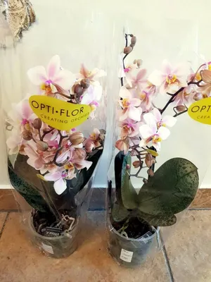 Фаленопсис Шиллера — Phalaenopsis schilleriana описание и уход на  FloralWorld.ru