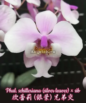 File:Phalaenopsis schilleriana-Illustration horticole 10-348 (1863).jpg -  Wikimedia Commons