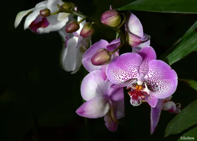 File:Phalaenopsis schilleriana00.jpg - Wikipedia