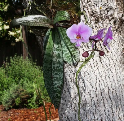 Фаленопсис Шиллера детка (Phalaenopsis schilleriana 'TKB' × sib) Тайвань  Каталог орхидей - фаленопсисов, каттлей, ванд, дендробиумов со всего мира  от интернет магазина Ангелок