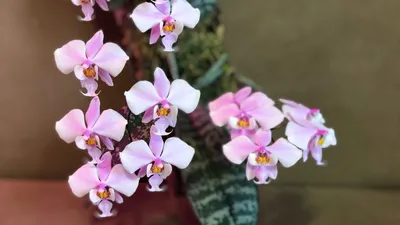 Phal. schilleriana MSH - 2 подростка от Miki одинаковое красивое цветение.  Фаленопсис орхидея шиллер | Phalaenopsis orchid, Orchids, Most beautiful  flowers