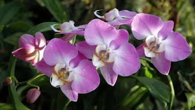 Фаленопсис Шиллера!!! Цветение и немного об уходе.Phalaenopsis schilleriana  in bloom!!! - YouTube