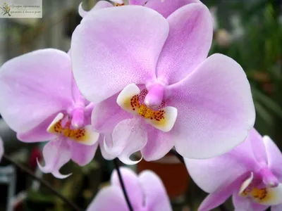 File:Phalaenopsis schilleriana Orchi 011.jpg - Wikimedia Commons