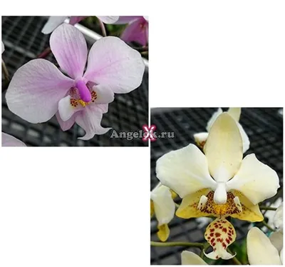 ОРХИДЕЯ ШИЛЛЕРИАНА (Phalaenopsis schilleriana) | ОРХИДЕЙНЫЙ ДОМИК | Дзен