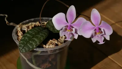 Phalaenopsis schilleriana - Wikispecies