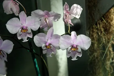 Фаленопсис Шиллера — Phalaenopsis schilleriana описание и уход на  FloralWorld.ru