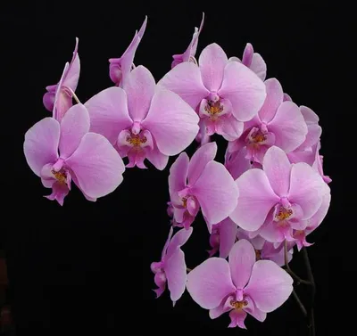 File:Phalaenopsis schilleriana 3zz.jpg - Wikimedia Commons