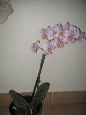 ЗАЦВЕЛ ФАЛЕНОПСИС Philadelphia (Schilleriana+Stuartiana)Phalaenopsis  Philadelpia in bloom - YouTube