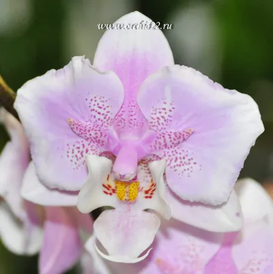 Фаленопсис Шиллера детка (Phalaenopsis schilleriana silver leaves ×  stuartiana var. nobilis) Тайвань Каталог орхидей - фаленопсисов, каттлей,  ванд, дендробиумов со всего мира от интернет магазина Ангелок