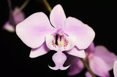 Phalenopsis schilleriana x sib вот такие разные от YAPHON aroma орхидея  шиллериана видовые орхидеи | Phalaenopsis orchid, Orchids, Most beautiful  flowers