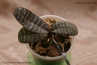 Орхидея Phalaenopsis schilleriana hybrid