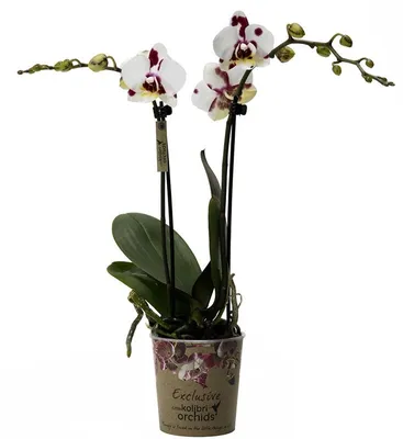 Phalaenopsis schilleriana - форум магазина коллекционных орхидей orchids.ua