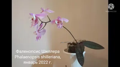 Фаленопсис (Phalaenopsis) - купить орхидеи в Украине недорого почтой |  FLORIUM.UA