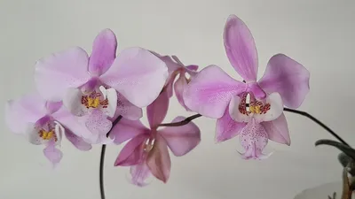 File:Phalaenopsis schilleriana - Flickr 003.jpg - Wikimedia Commons