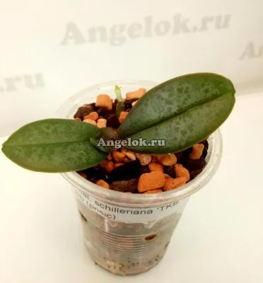 Phalaenopsis schilleriana \"MSH\" фаленопсис Шиллера - YouTube