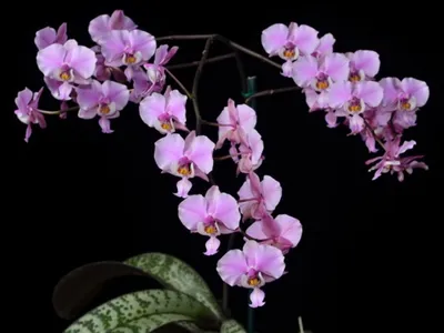 Фаленопсис Шиллера / Phalaenopsis shilleriana | Ильдар Хайрутдинов | Дзен