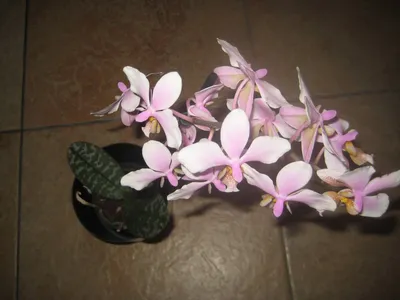 Пин на доске phalaenopsis orchid