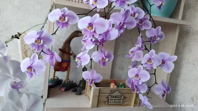 Фаленопсис Шиллера — Phalaenopsis schilleriana описание и уход на  FloralWorld.ru