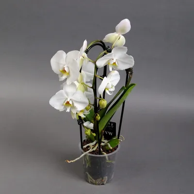 Фаленопсис Шиллера детка (Phalaenopsis schilleriana 'TKB' × sib) Тайвань  Каталог орхидей - фаленопсисов, каттлей, ванд, дендробиумов со всего мира  от интернет магазина Ангелок