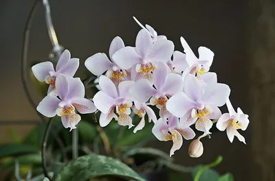 Фаленопсис шиллериана Phalaenopsis schilleriana - YouTube