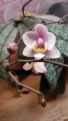 Фаленопсис Шиллера детка (Phalaenopsis schilleriana silver leaves ×  stuartiana var. nobilis) Тайвань Каталог орхидей - фаленопсисов, каттлей,  ванд, дендробиумов со всего мира от интернет магазина Ангелок