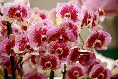 Study in pink tones: Phalaenopsis Sogo Relex, Phalaenopsis Salu's  Fragrancy, Phalaenopsis Yaphon Pink Bee. On the orchid.. | VK