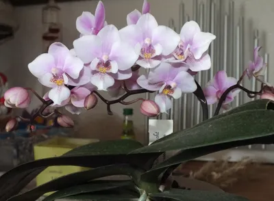 Красота нежность philadelphia orchids орхидея Филадельфия schilleriana x  stuartiana цветение blossom | Phalaenopsis orchid, Most beautiful flowers,  Orchids