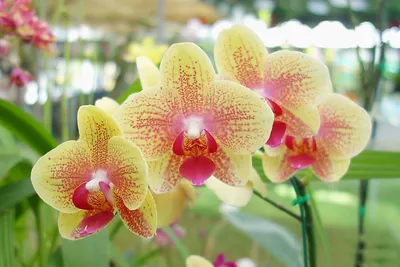 Phalaenopsis schilleriana - Страница 2 - форум магазина коллекционных  орхидей orchids.ua