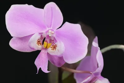 Phalaenopsis schilleriana - Страница 65 - Некоммерческая ассоциация  любителей орхидей