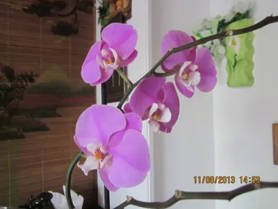 Phalaenopsis schilleriana 'Pink Butterfly'