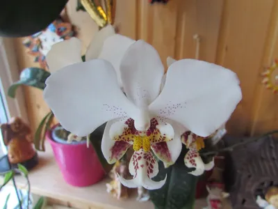 Фаленопсис Стюарта желтый детка (Phalaenopsis stuartiana var. nobilis) —  купить в интернет-магазине Ангелок