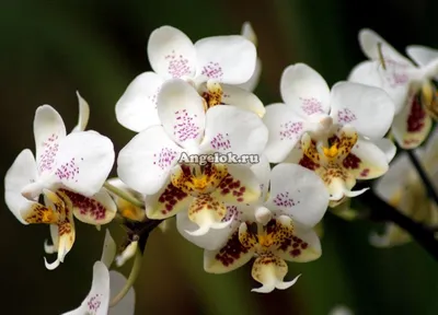 Фаленопсис Стюарта (Phalaenopsis stuartiana var. nobilis) Тайвань Каталог  орхидей - фаленопсисов, каттлей, ванд, дендробиумов со всего мира от  интернет магазина Ангелок