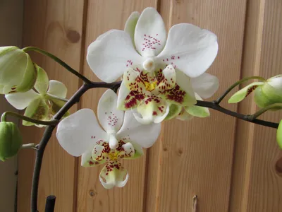 Фаленопсис Стюарта детка (Phalaenopsis stuartiana 'Sogo') Тайвань Каталог  орхидей - фаленопсисов, каттлей, ванд, дендробиумов со всего мира от  интернет магазина Ангелок