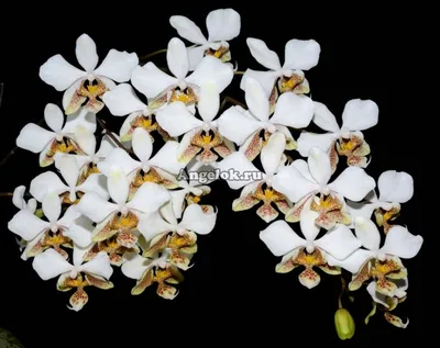 File:Phalaenopsis stuartiana111.jpg - Wikimedia Commons