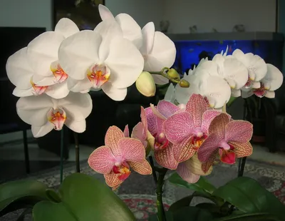 Phalaenopsis stuartiana - Страница 49 - Некоммерческая ассоциация любителей  орхидей