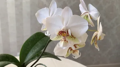 Цветение Фаленопсиса Стюарта. Phalaenopsis Stuartiana Pico Chip. Стюартиана  Пико Чип апрель 2021. - YouTube